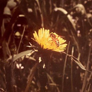 c1970 Original Bee Dandelion Steven Willhite GlenEllen IL Kodak Color Photograph